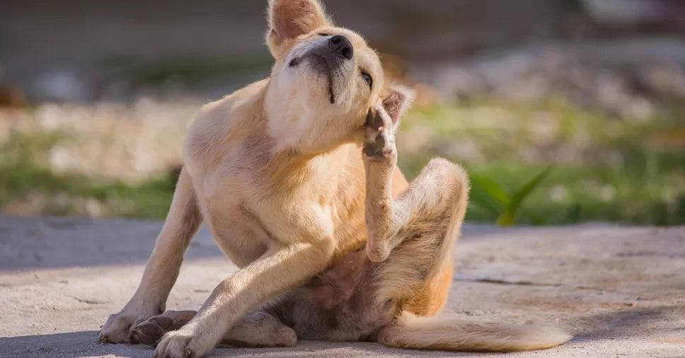Quais são os tipos mais comuns de dermatite em cães?