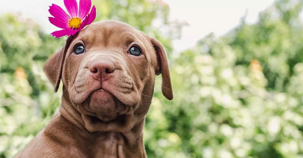 Como cuidar de uma cadelinha no cio? Descubra nesse artigo!