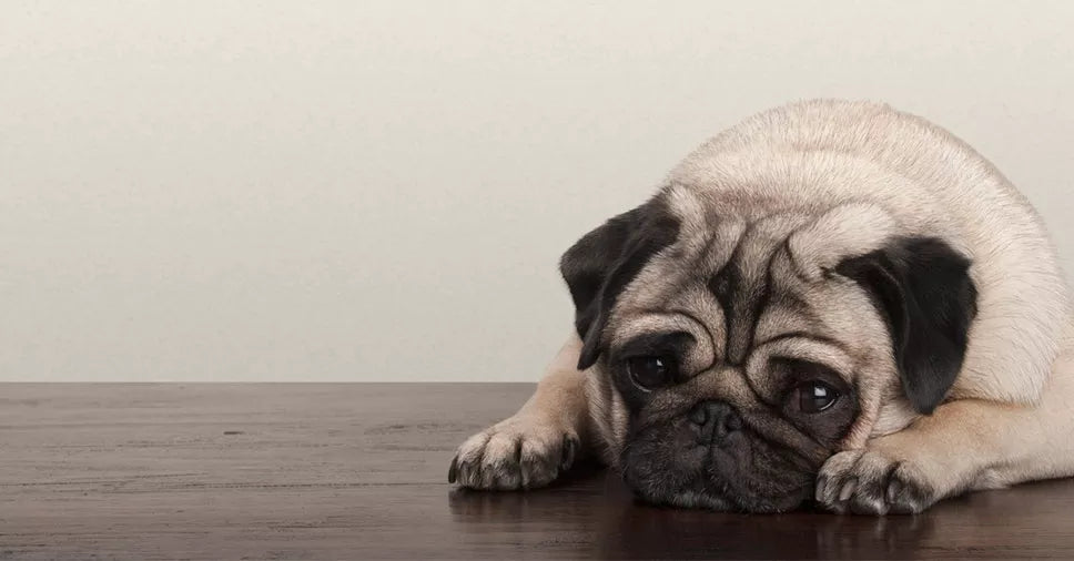 Refluxo em pets: entenda como lidar com esse problema!