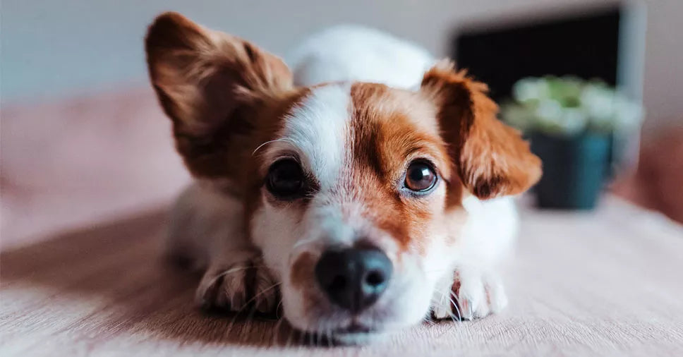 Seu cão come cocô? Veja como acabar com esse hábito