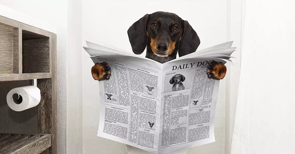 Cão com diarreia: veja o que fazer para tratar o problema