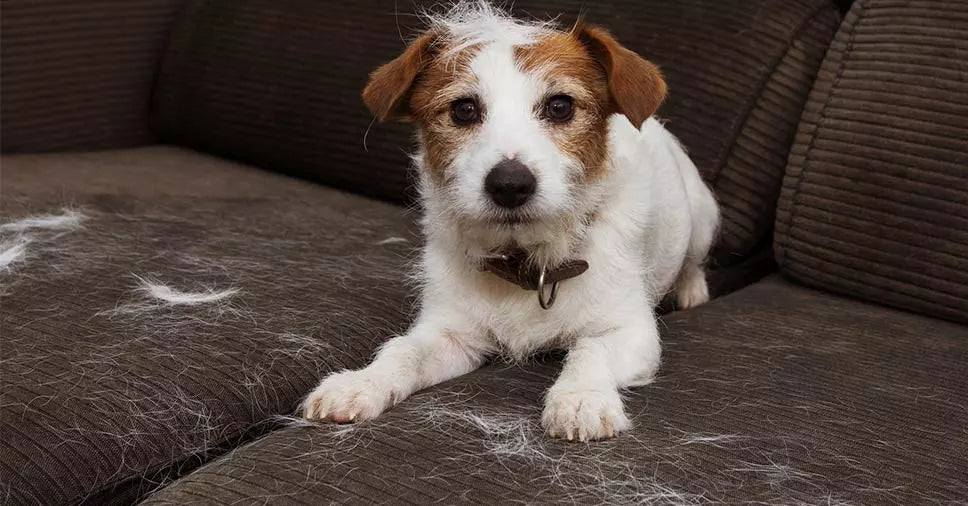 Alopecia canina: veja um guia completo sobre a doença