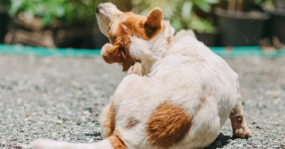 Confira as principais doenças de pele em cães e saiba como evitá-las