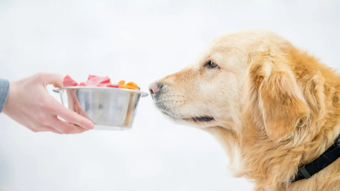 Comida natural para cachorro é melhor que ração? Confira os benefícios