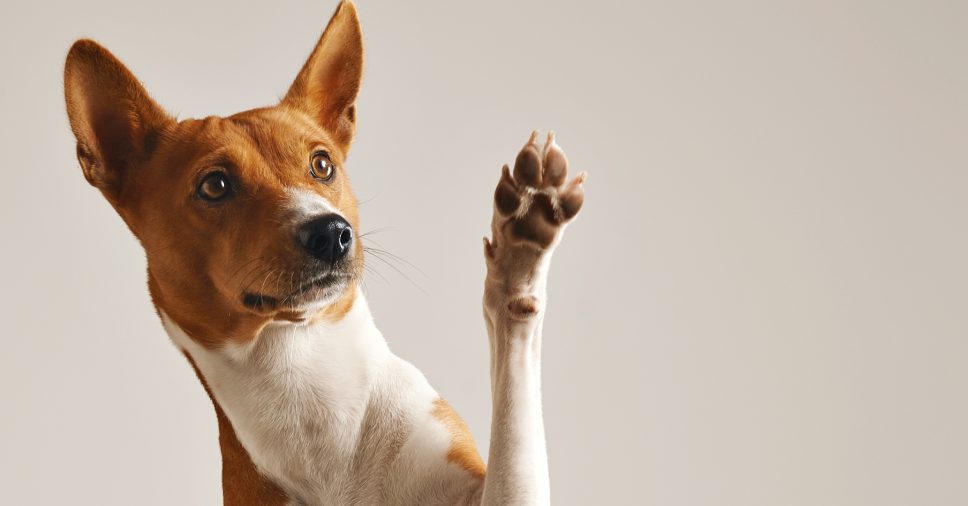 Cão roendo unha? Entenda o que pode estar causando esse comportamento