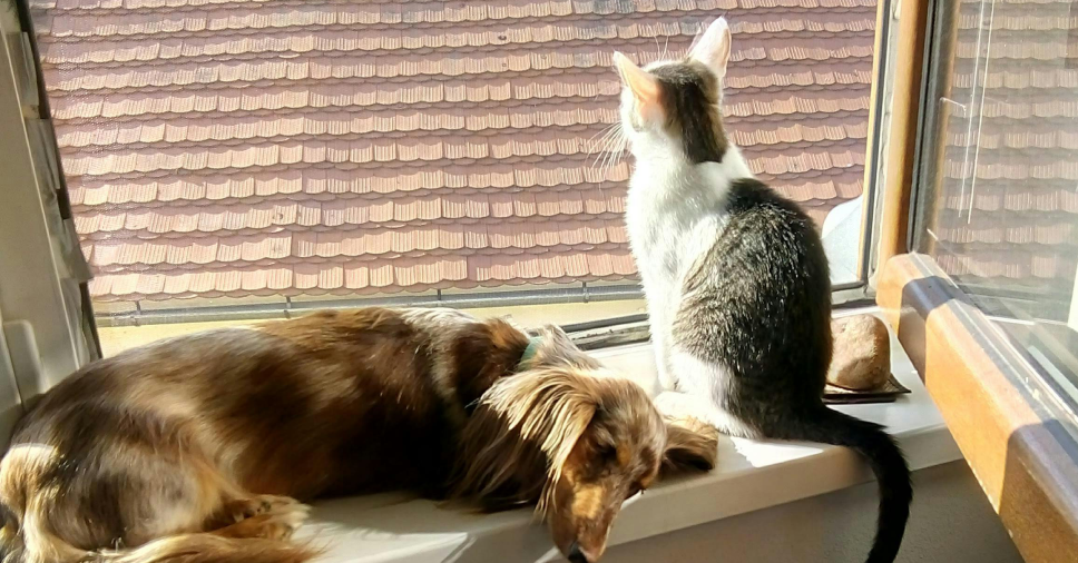 Alimentação natural para pets: descubra os grupos alimentares essenciais