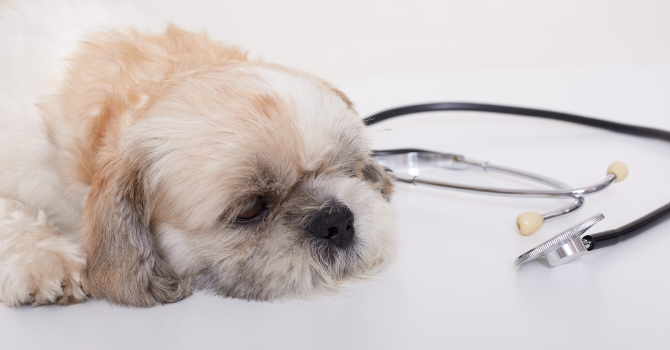 Dirofilariose canina: entenda a doença do verme do coração