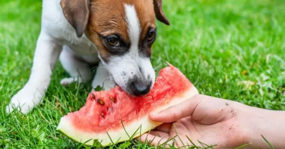 Cachorro pode comer melancia? Veja cuidados e benefícios