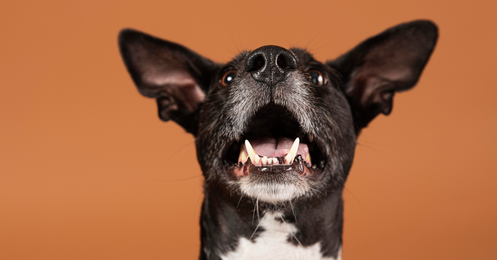 Por que meu cachorro late tanto? Entenda as causas e como agir