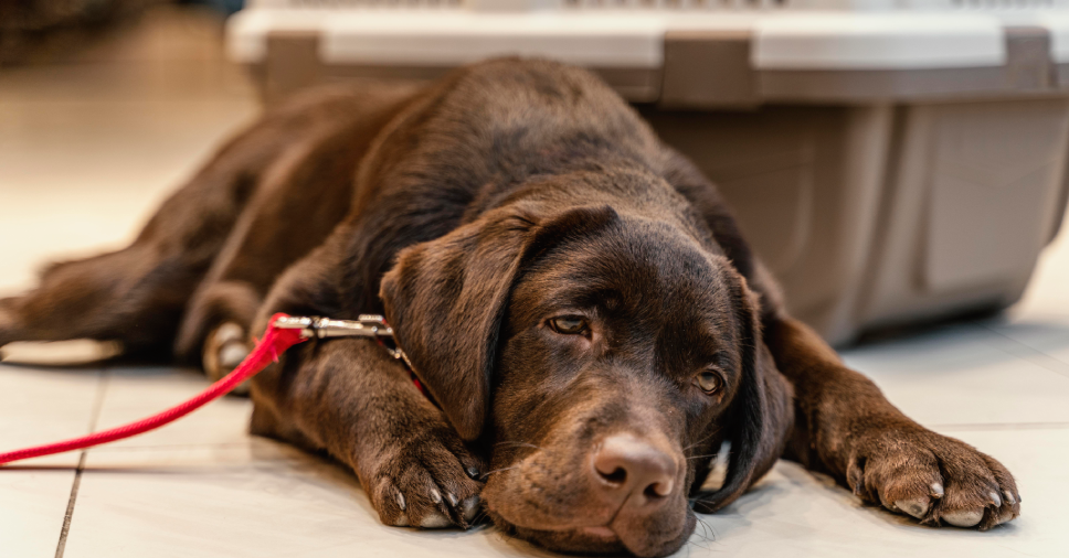 Como saber se meu cachorro está doente? Principais sinais para ficar atento