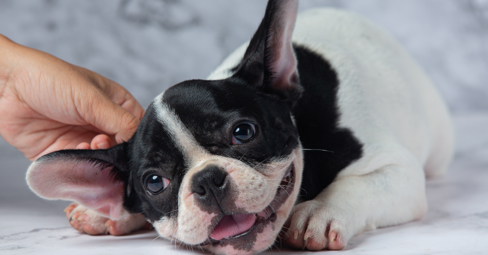 Confira os principais cuidados para lidar com a surdez em cães