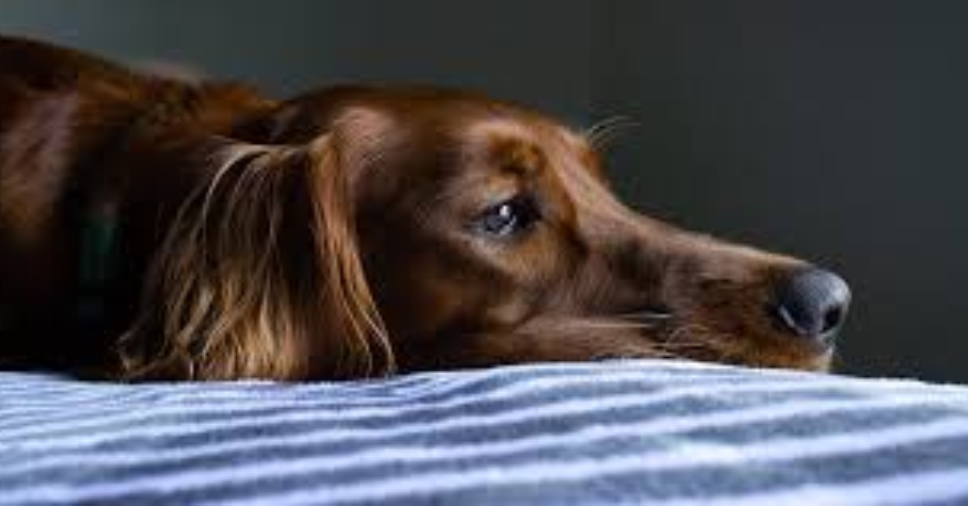 Refluxo em pets: entenda como lidar com esse problema