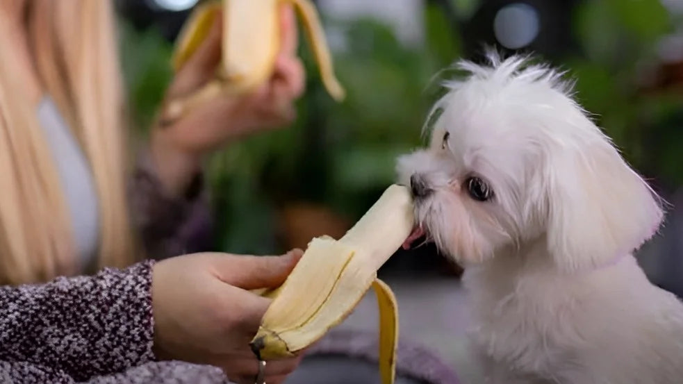 Cachorro pode comer banana? Veja se há riscos e a quantidade ideal