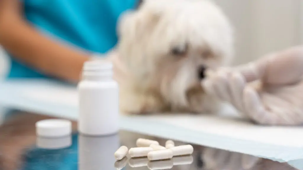 Dipirona para cachorro: veja se pode dar, riscos, dosagem e cuidados