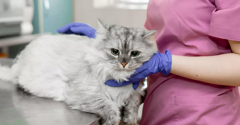 Gatinho doente: como fazê-lo não recusar a alimentação?