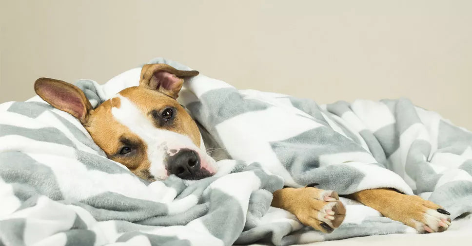 Câncer em cães: 8 sintomas que você precisa observar