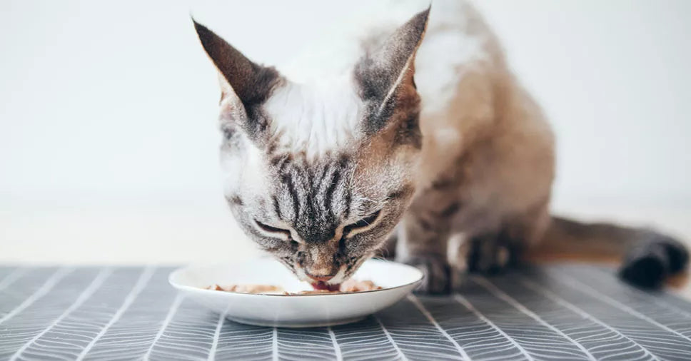 Patê para gatos ou alimentação natural? Entenda qual é a melhor escolha para o seu felino