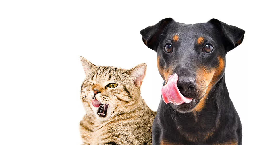 O papel das vísceras na alimentação natural dos pets