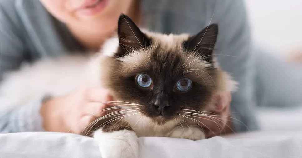 Queda de pêlos em gatos é normal? Descubra aqui!