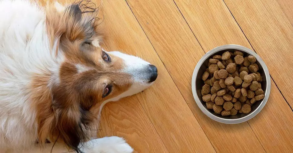 Falta de apetite em cães: conheça as causas e tratamentos
