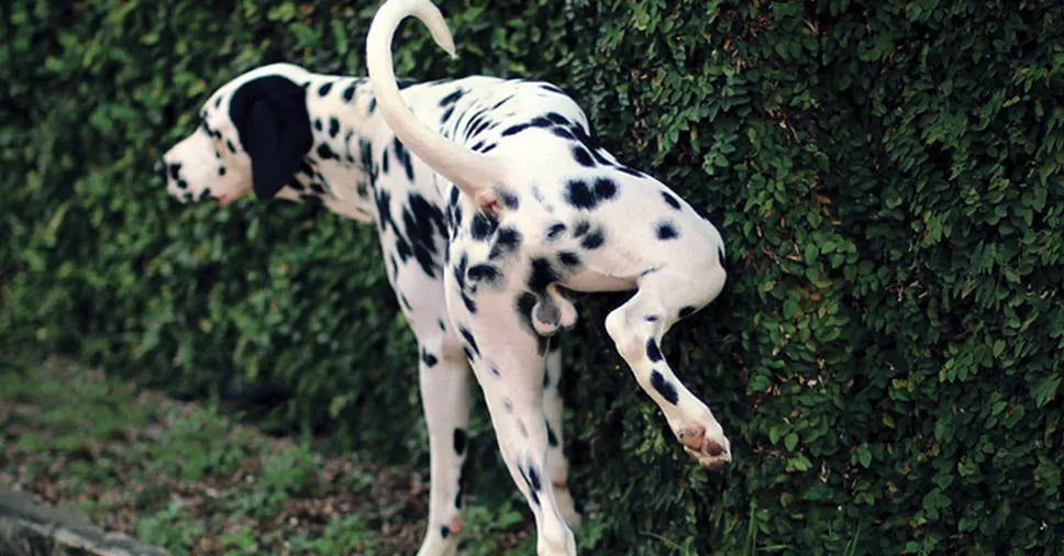 Saiba como tratar e prevenir a infecção urinária em cães