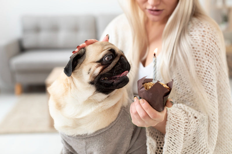 Pet pode comer chocolate? Entenda o perigo real e como proteger seu cão e gato