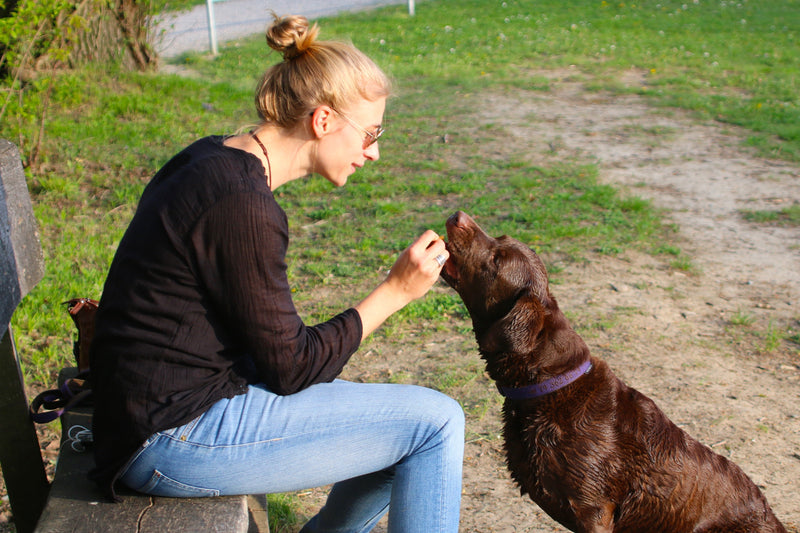 Tutora alimenta o seu cão com um petisco natural