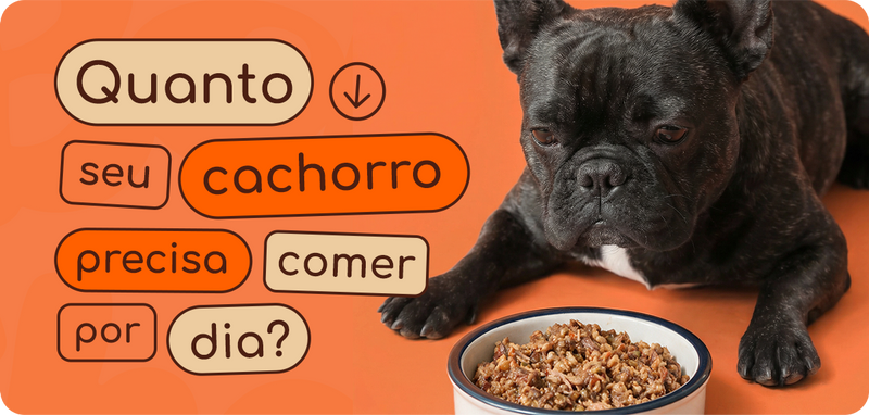 Você sabe a quantidade de comida que seu cachorro precisa consumir por dia?