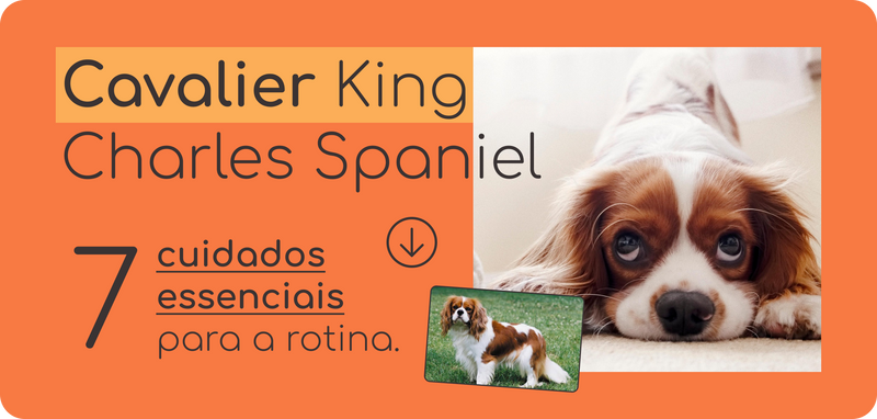 7 cuidados essenciais para a rotina do seu Cavalier.