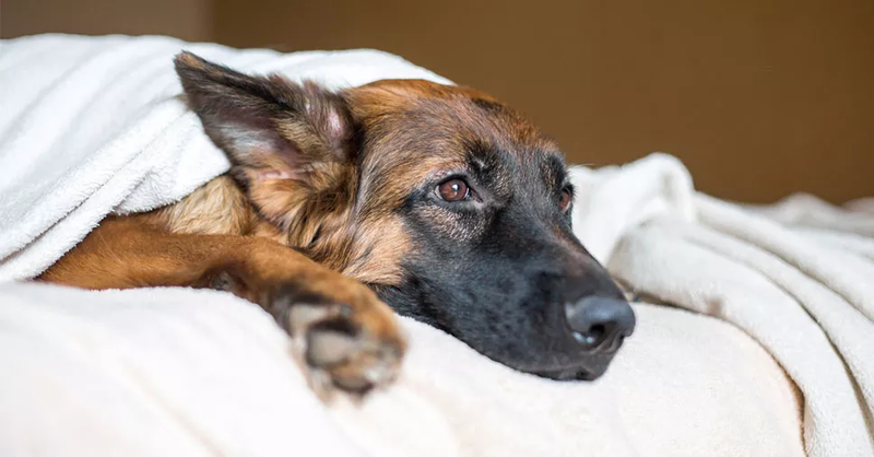 Gastrite em cães: causas, sintomas, tratamentos e prevenção