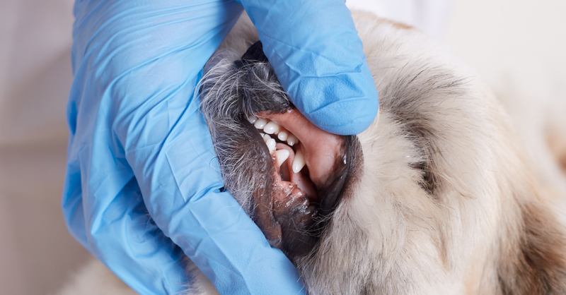 Gengivite em cães: causas, sintomas, tratamento e prevenção