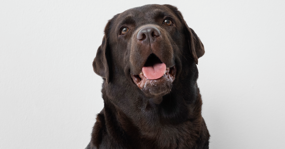 Cachorro pode comer morango? Descubra os benefícios e cuidados!