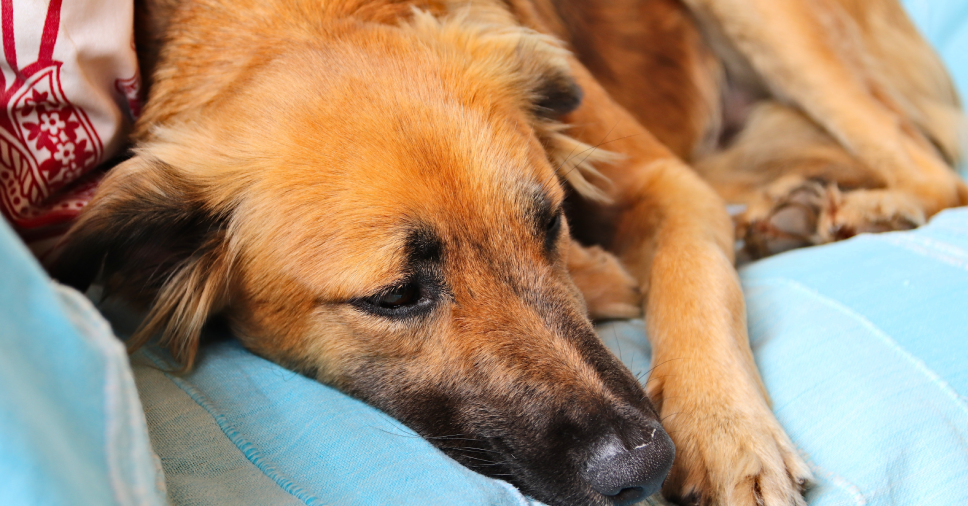 Parvovirose Canina: sintomas, tratamento e prevenção dessa doença grave