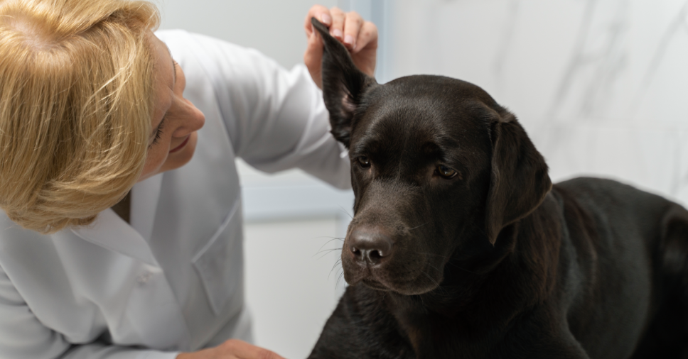 Tratamento para Otite Canina: causas, sintomas e como cuidar do seu cão