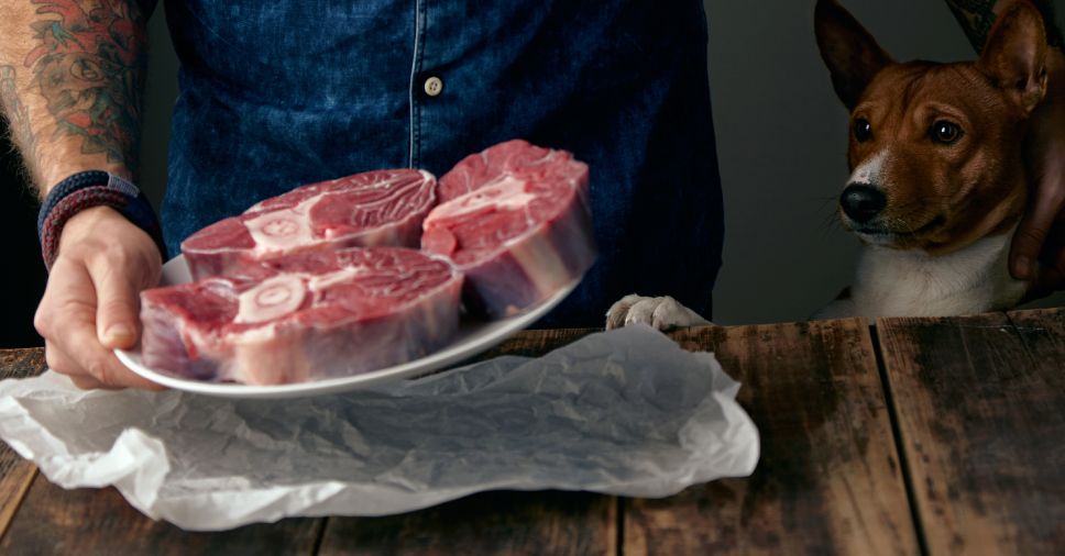 Cachorro Pode Comer Carne de Porco? Descubra a Resposta Definitiva do Chef Bob!