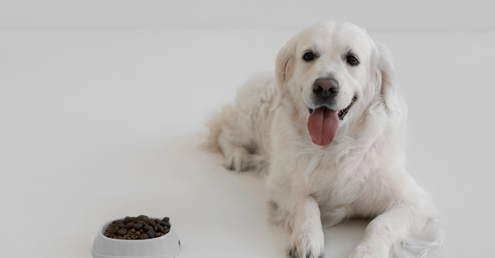 Cão Não Come Mais Ração? Hora de Considerar a Alimentação Natural Chef Bob!