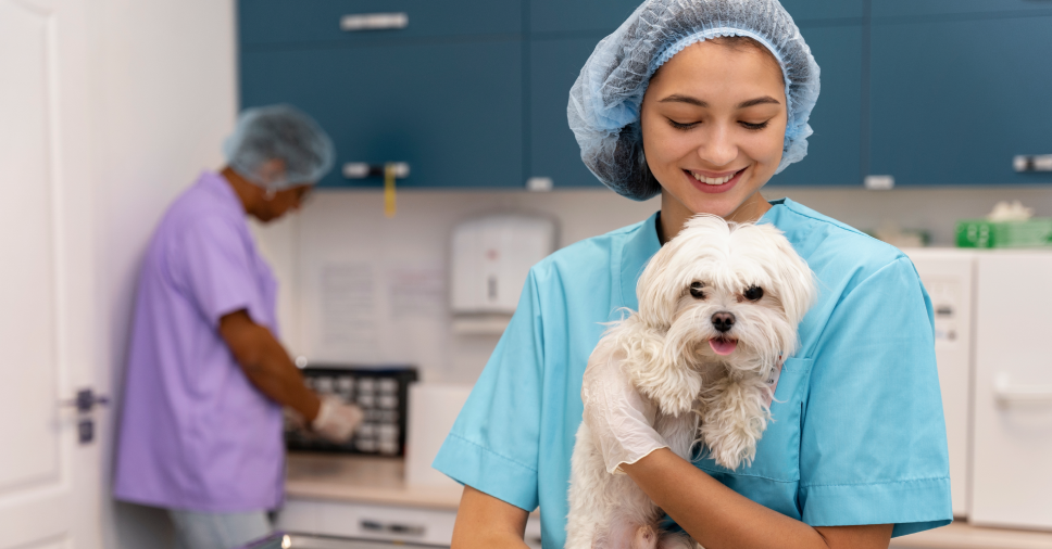 Alergias caninas: como identificar e tratar seu pet com alimentação natural