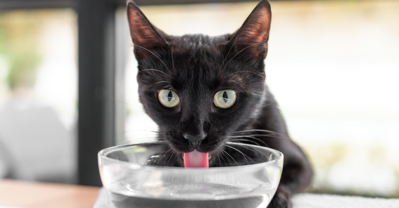 Por que meu gato não bebe água? Descubra as possíveis causas e soluções