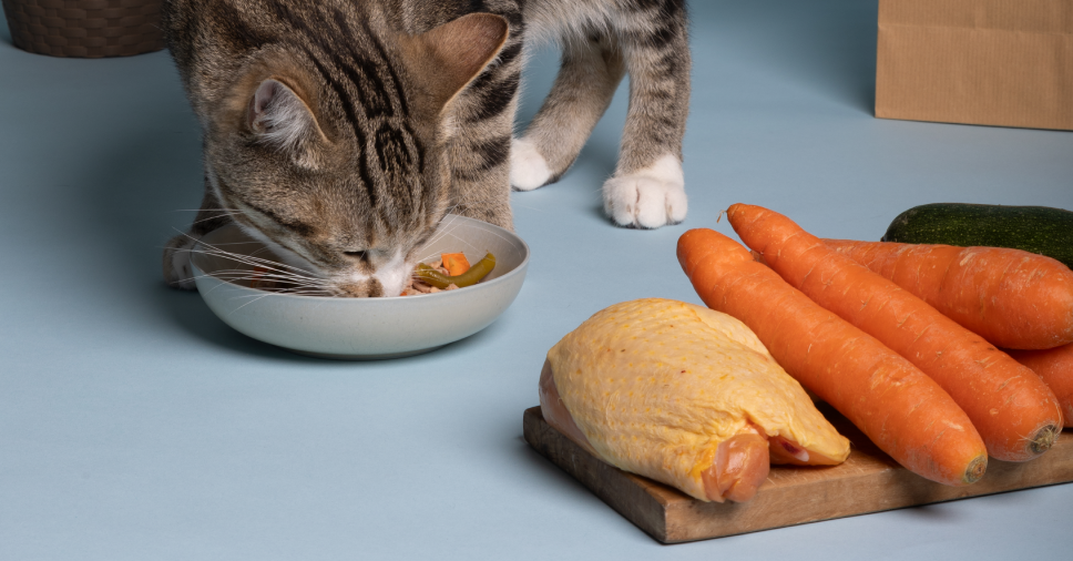 Nutrição de gatos: como garantir uma alimentação saudável para seu felino