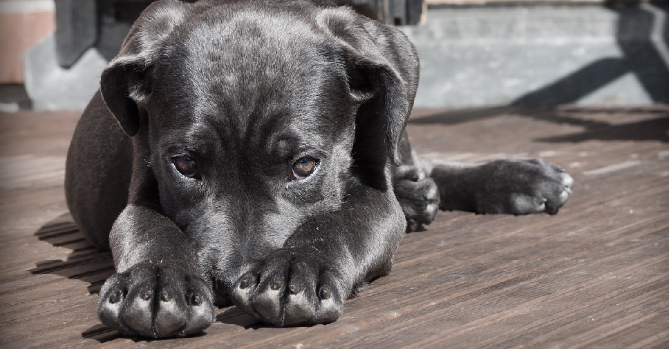 Como ensinar o cachorro a fazer xixi no lugar certo?