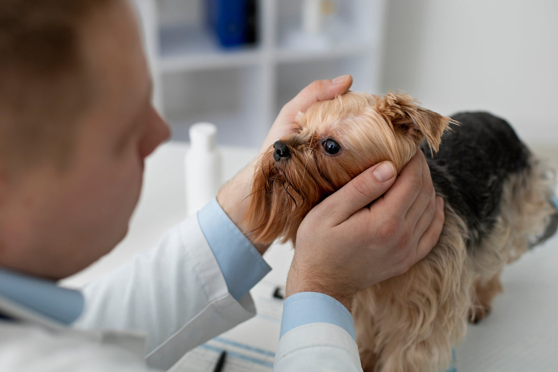 Glaucoma em cães: o que é, sintomas, diagnóstico e tratamento