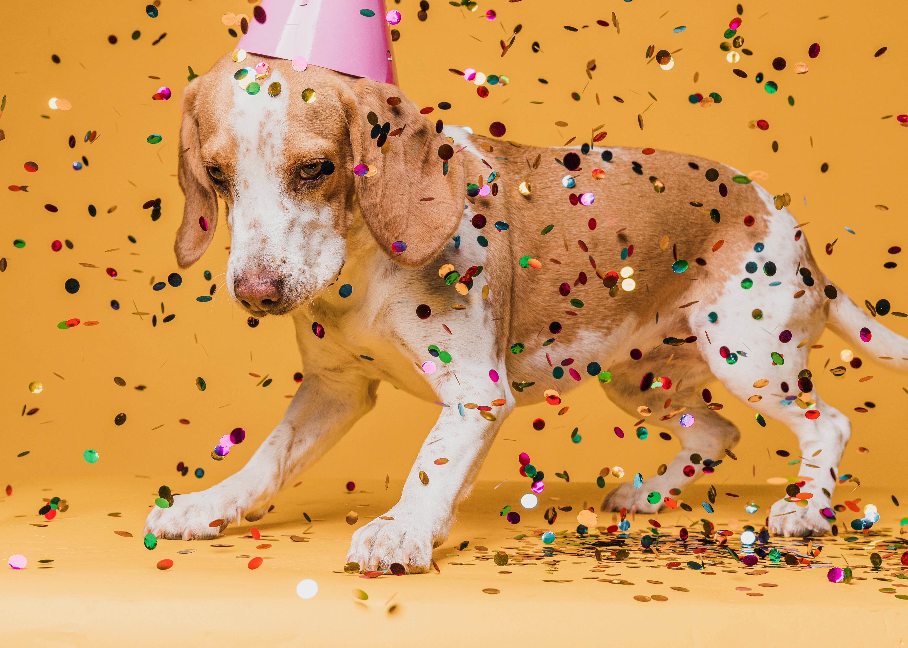 Carnaval: Como Proteger os pets do Estresse sem Mudar a Rotina Alimentar