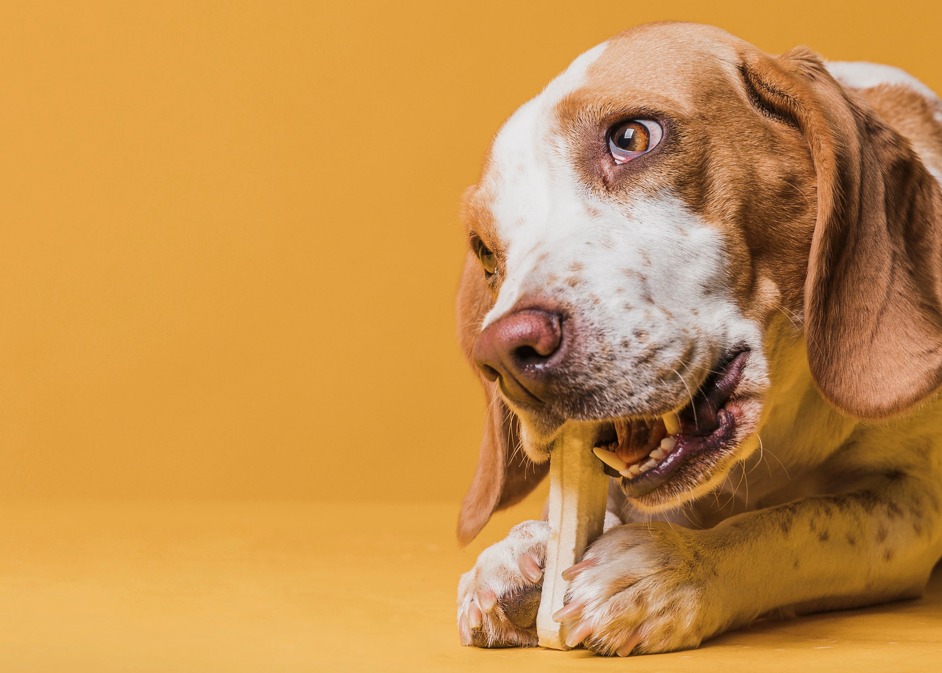 Cachorro Pode Comer Sal? O Que Você Precisa Saber