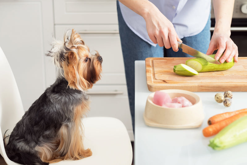 5 erros comuns de quem faz alimentação natural caseira para cães (e como corrigir sem prejudicar a saúde do pet)
