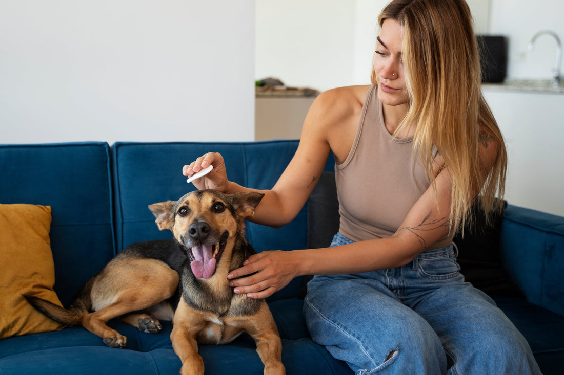 Queda de pelo em cães: o que é normal, o que é excesso e quando se preocupar