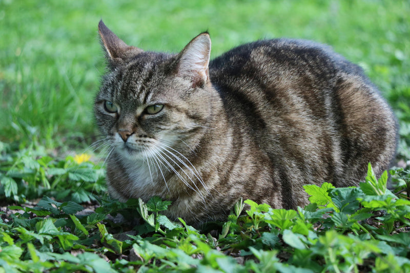 Gato obeso: causas, riscos e como ajudar seu felino a perder peso com segurança