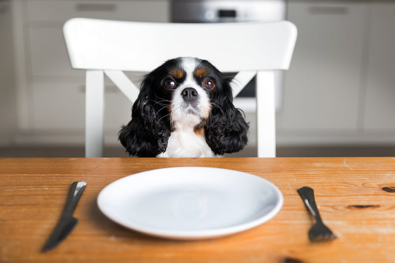 Cão sentado a mesa com prato e talheres aguardando a sua comida