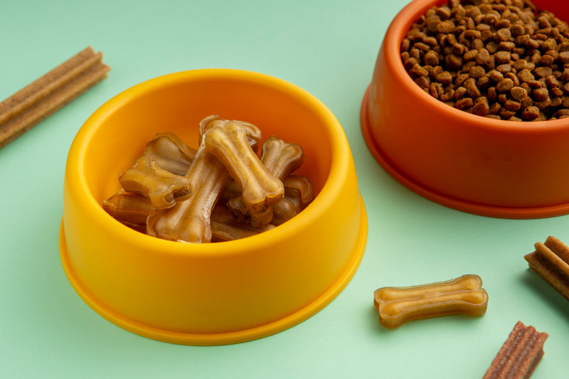 Rotina de alimentação dos cães: como criar hábitos saudáveis todos os dias