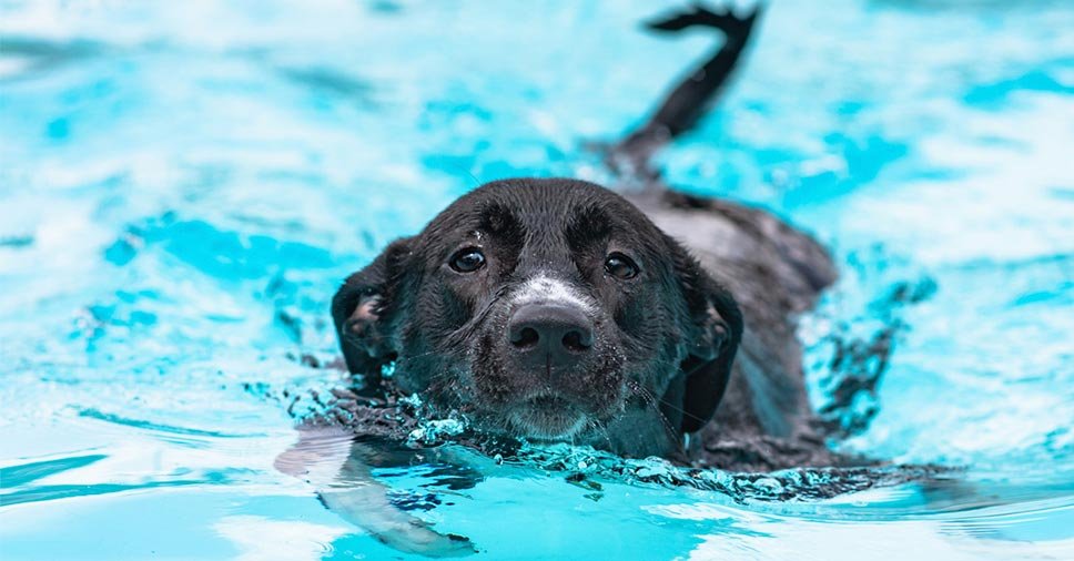 cão na piscina