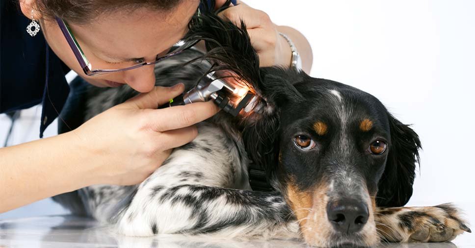 tratamento para otite canina